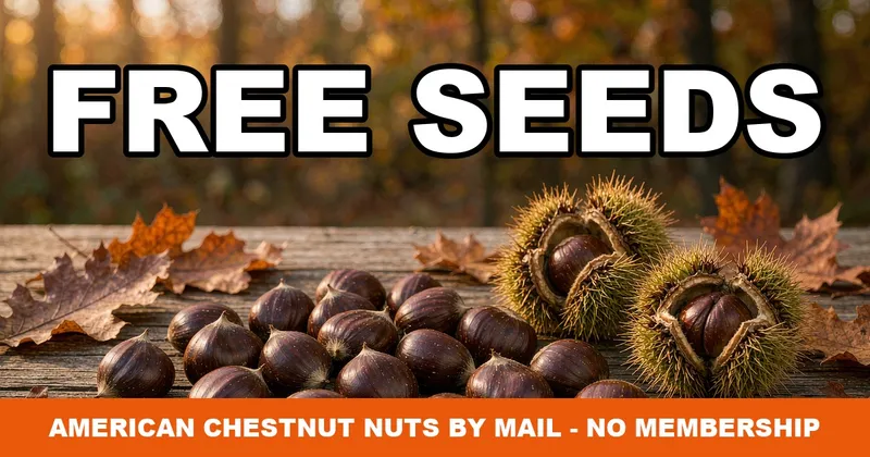 Free American Chestnut Seeds: How to Request Nuts by Mail